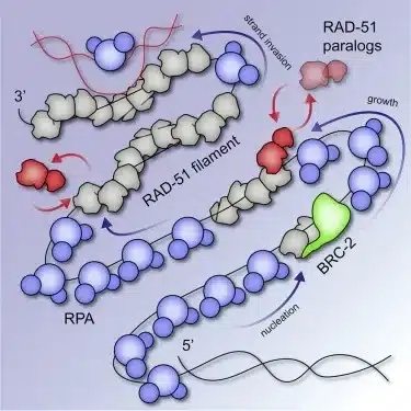What is RAD51?