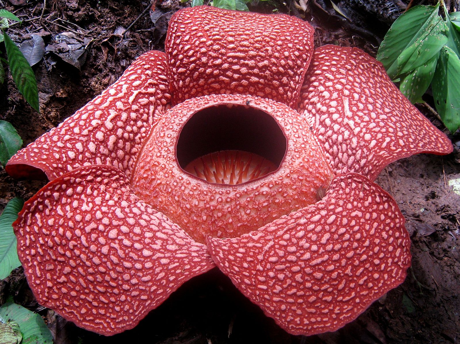 What is Rafflesia?