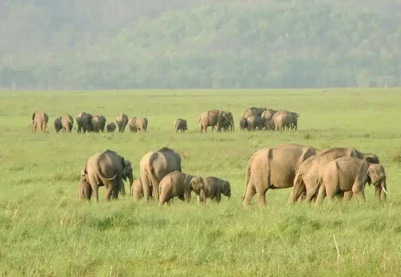 Rajaji Tiger Reserve