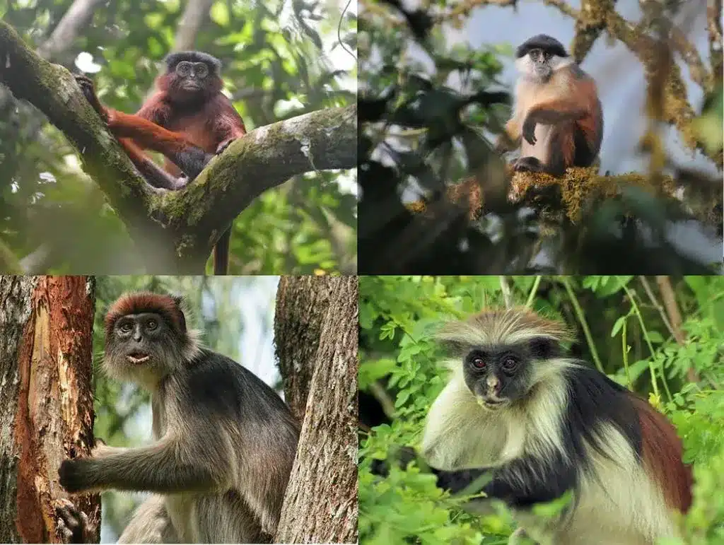 Red Colobus
