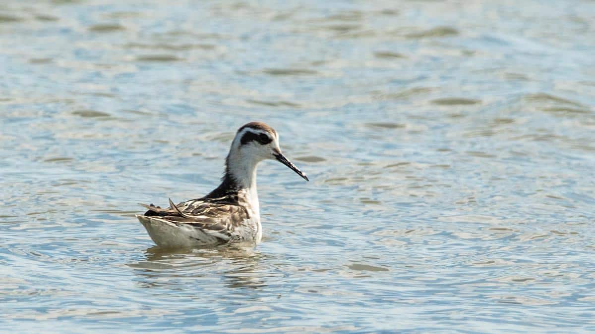 Red-necked Phalarope