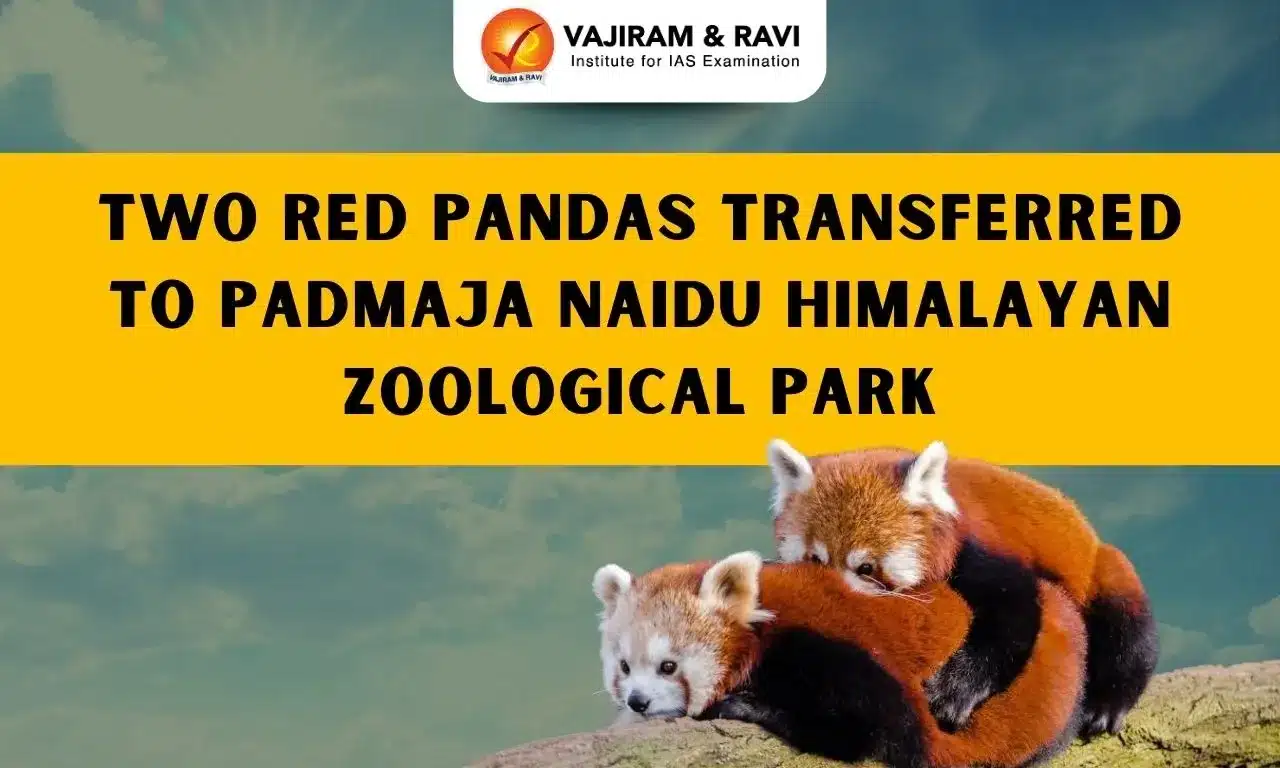 Red Panda
