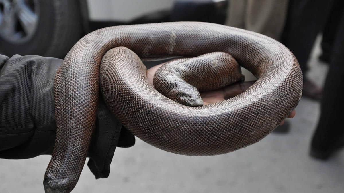 Red Sand Boa