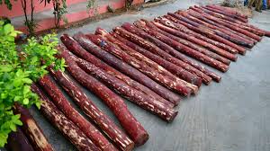Red Sanders: UNEP-managed CITES database reveals red sanders smuggling