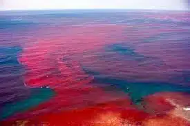 Red Tide