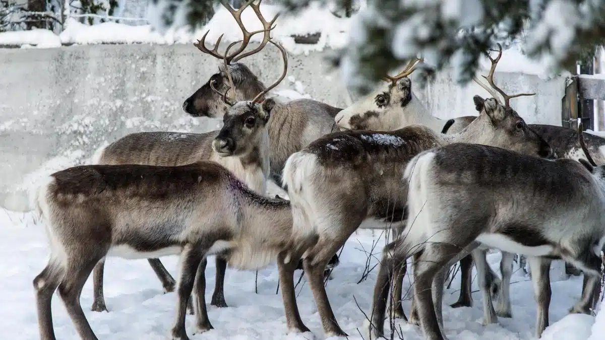 Reindeer