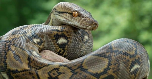 Reticulated python