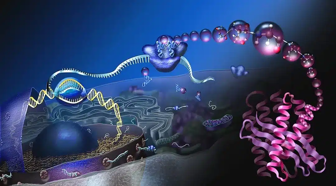What are Ribosomes?