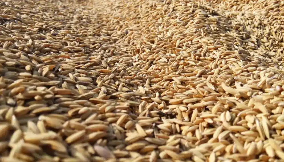 What is Rice Bran?