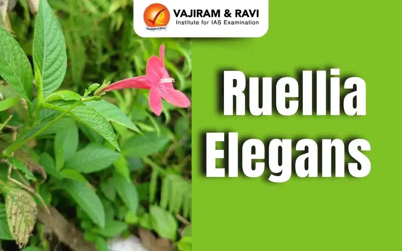 Ruellia Elegans