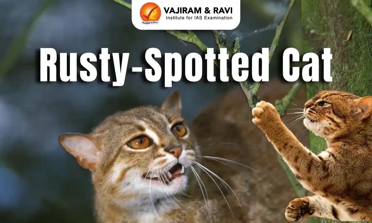 Rusty-Spotted Cat
