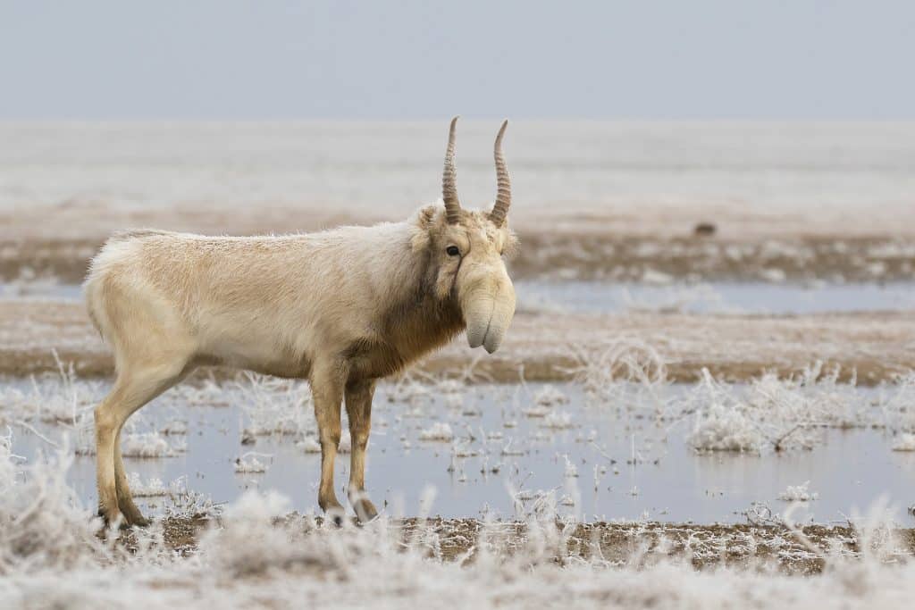 Saiga Antelope