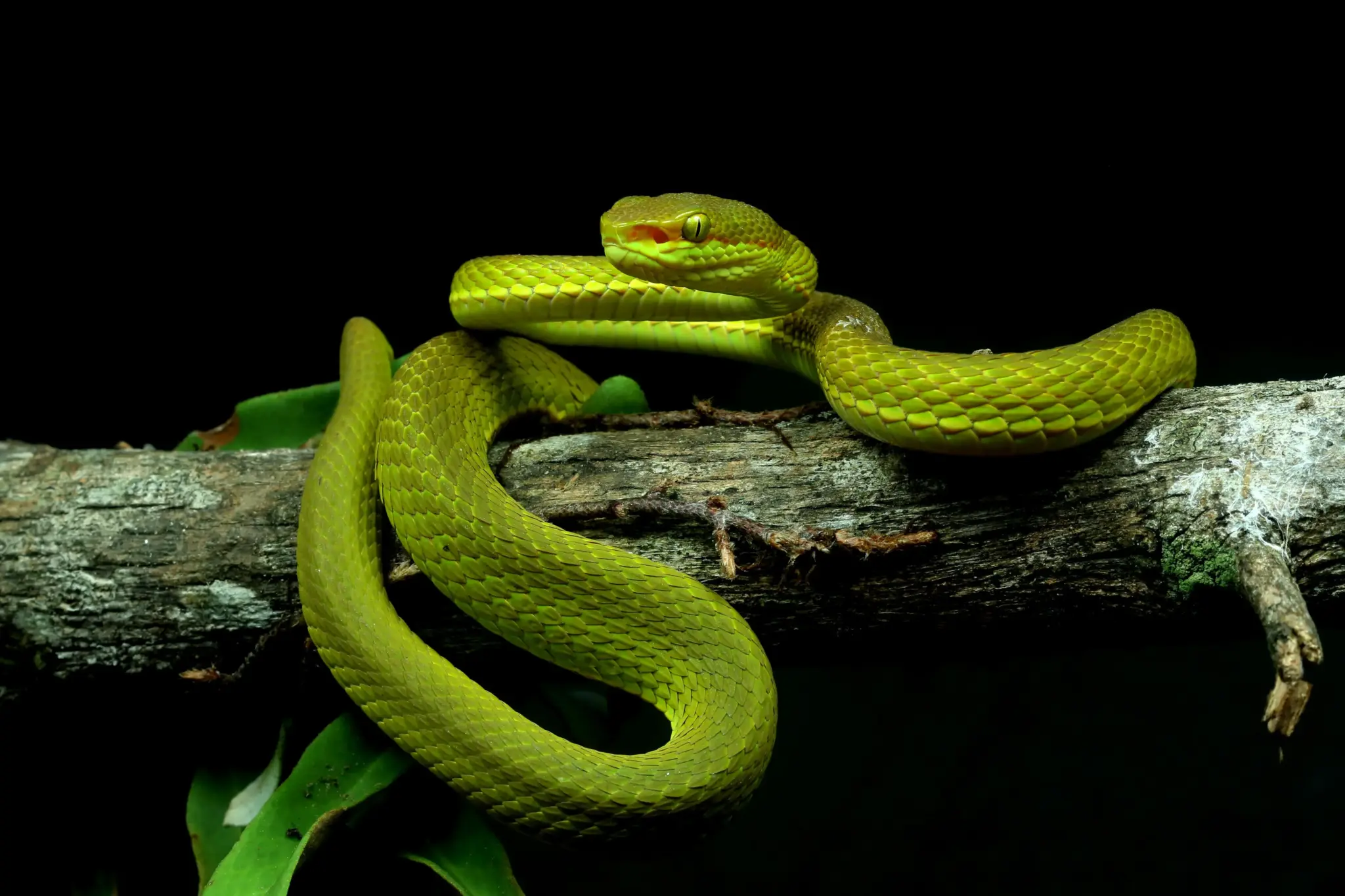 What is Salazar Pit Viper?