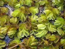 Salvinia molesta