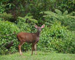 Sambar Deer