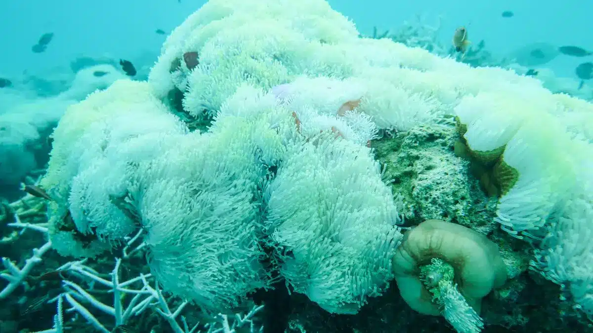 Sea Anemone