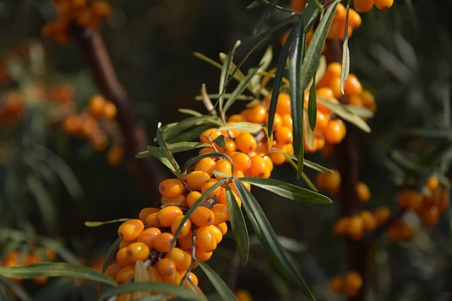 What is Sea buckthorn?