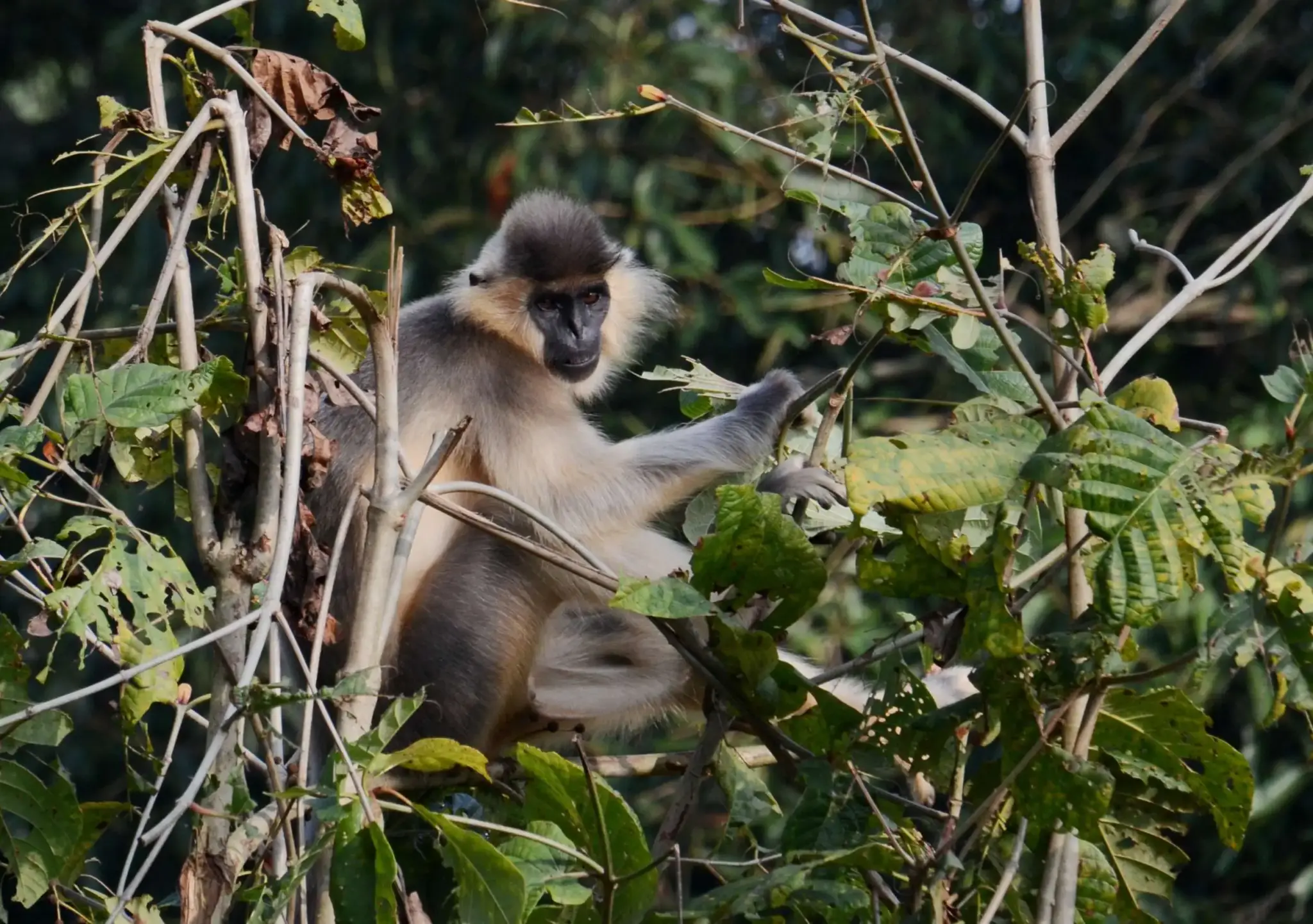 Sepahijala Wildlife Sanctuary (SWL)