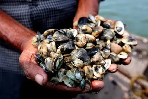 Short Neck Clam