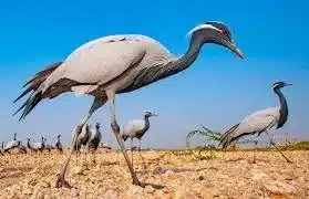 Siberian Demoiselle crane
