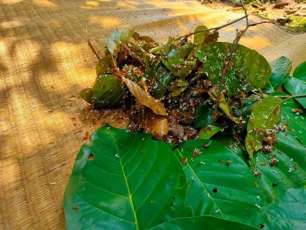 Similipal kai chutney