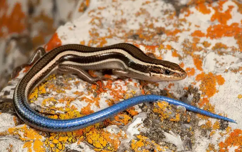 What is Skink?