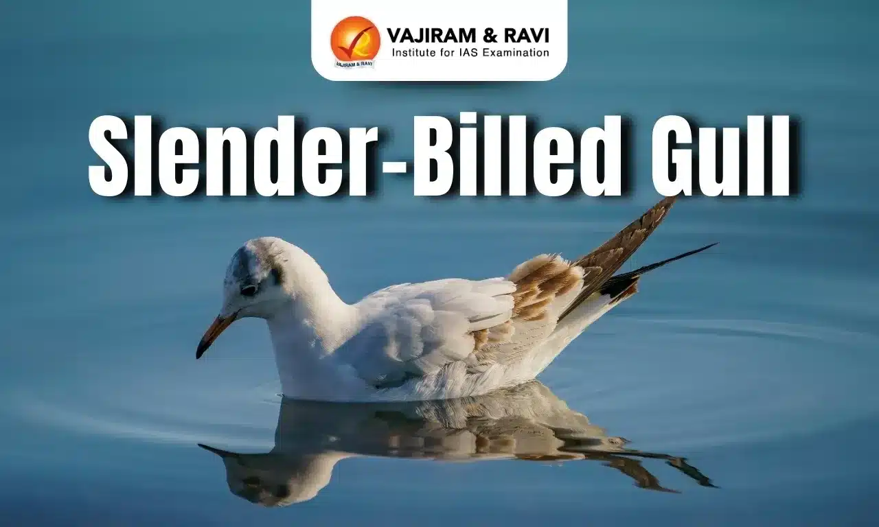 Slender-Billed Gull