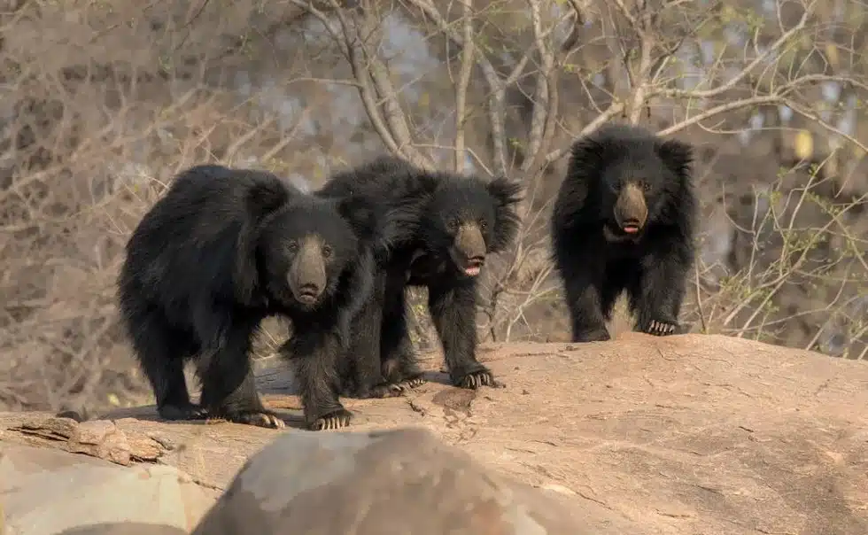 Sloth bear