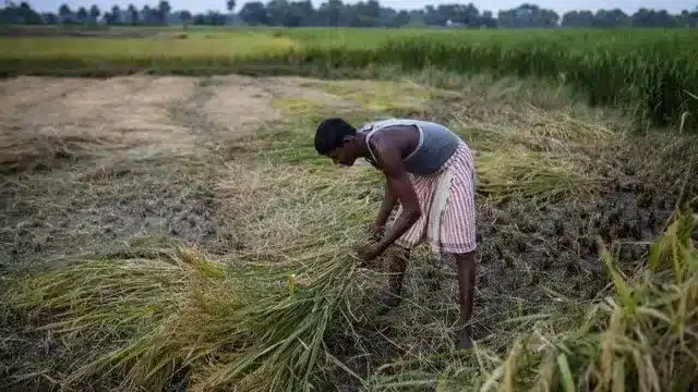 Smart Precision Horticulture Programme