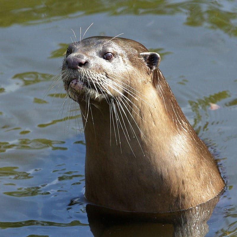 What is a Smooth-Coated Otter?