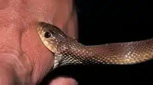 Snakebite Envenoming