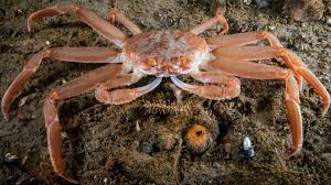 Snow crabs