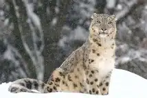 Snow Leopards in India