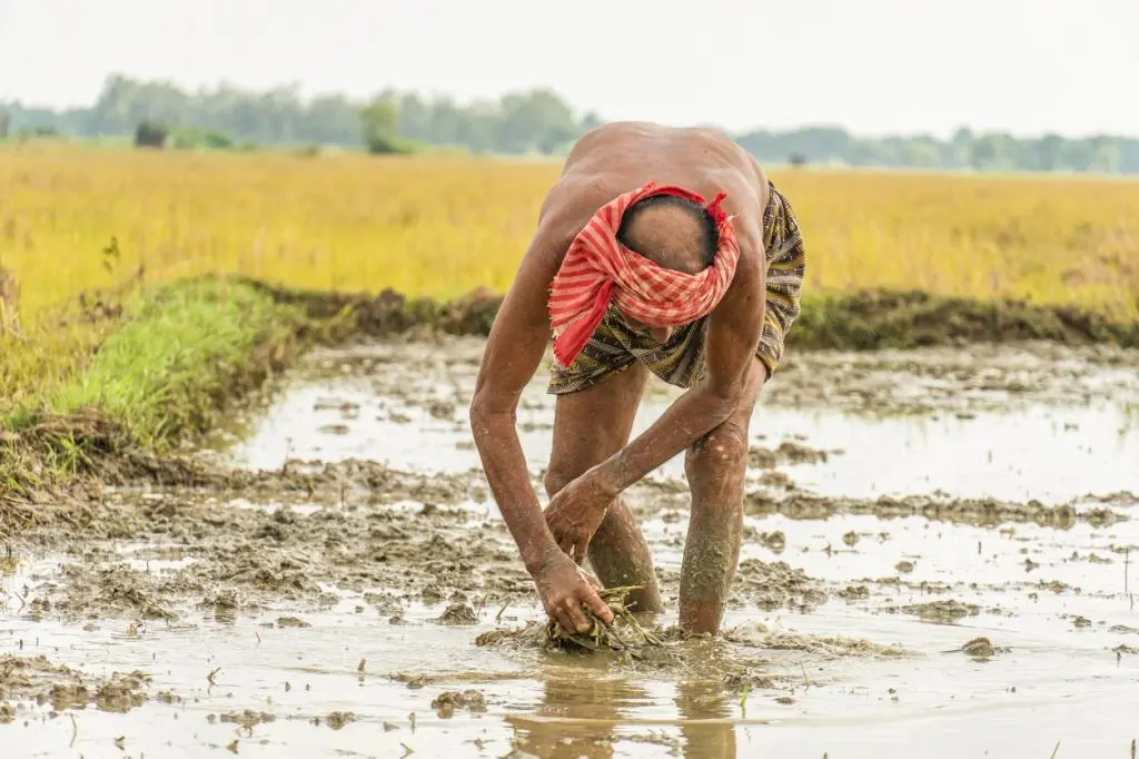 Soil Acidification