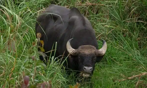 Sonai Rupai Wildlife Sanctuary