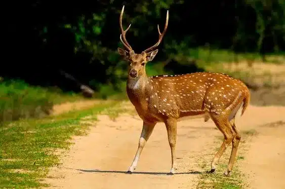 What is Spotted Deer?