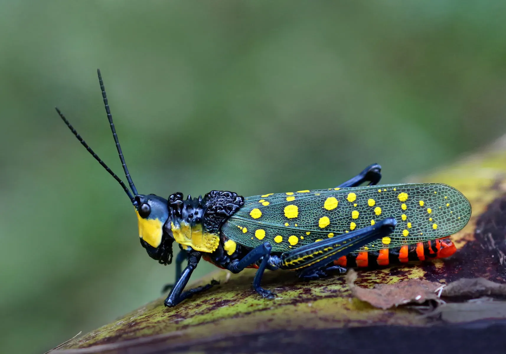 What is Spotted Locust?