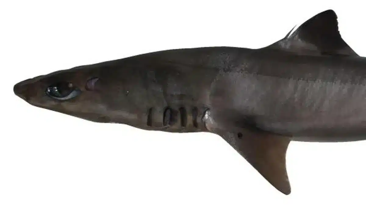 What is Squalus hima?