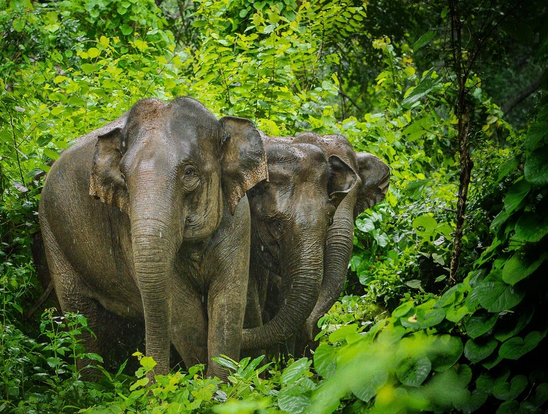 Srivilliputhur Megamalai Tiger Reserve