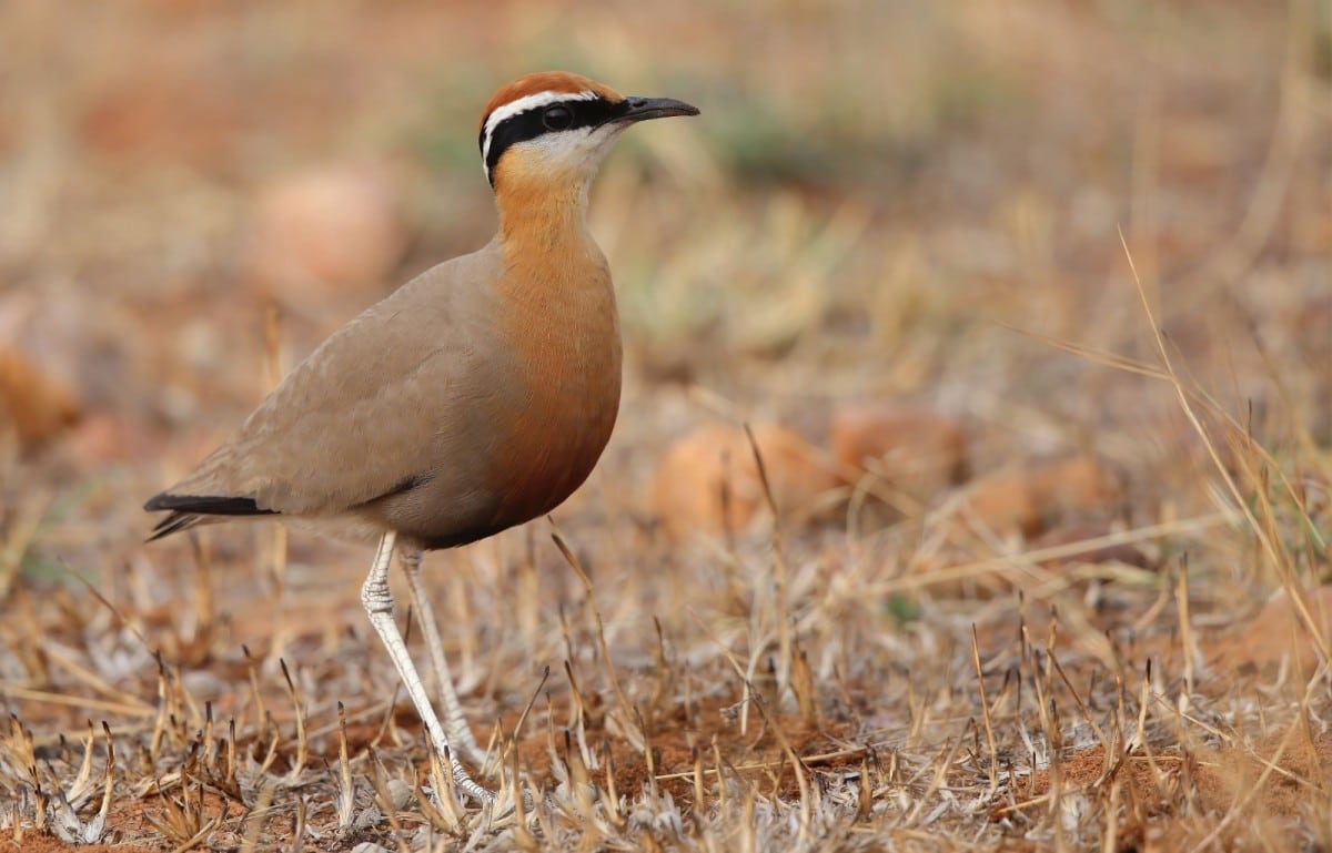 State of India’s Birds 2023 Report