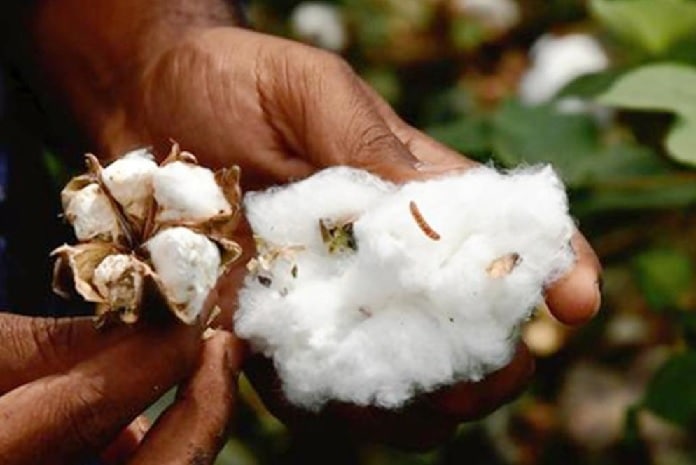 Status of transgenic crops in India