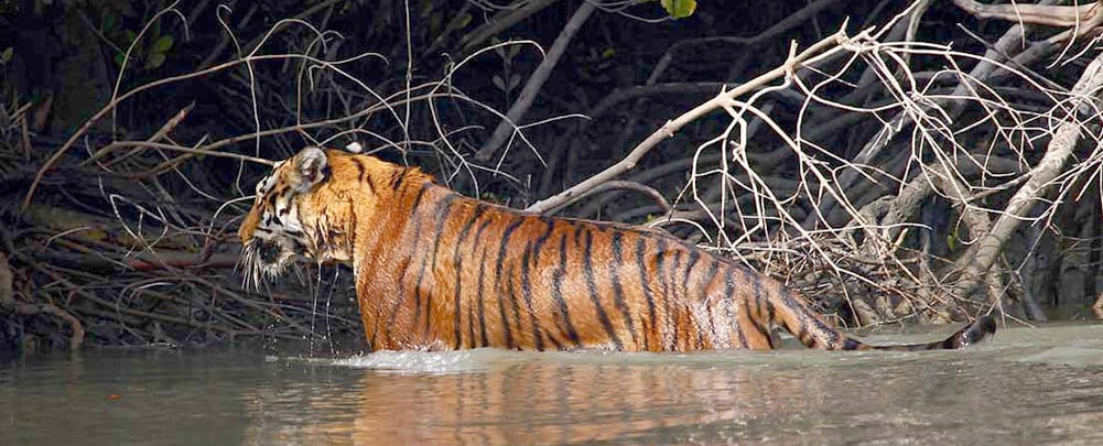Sundarbans Tiger Reserve (STR)