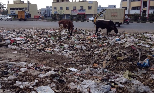 Stray Dog Bites and Poor Waste Management