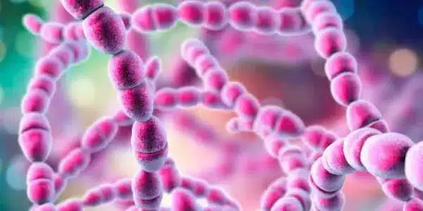 Streptococcus thermophilus (S. thermophilus)