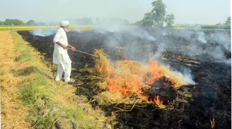 Stubble burning - Punjab breathes easy as farm fires down by half