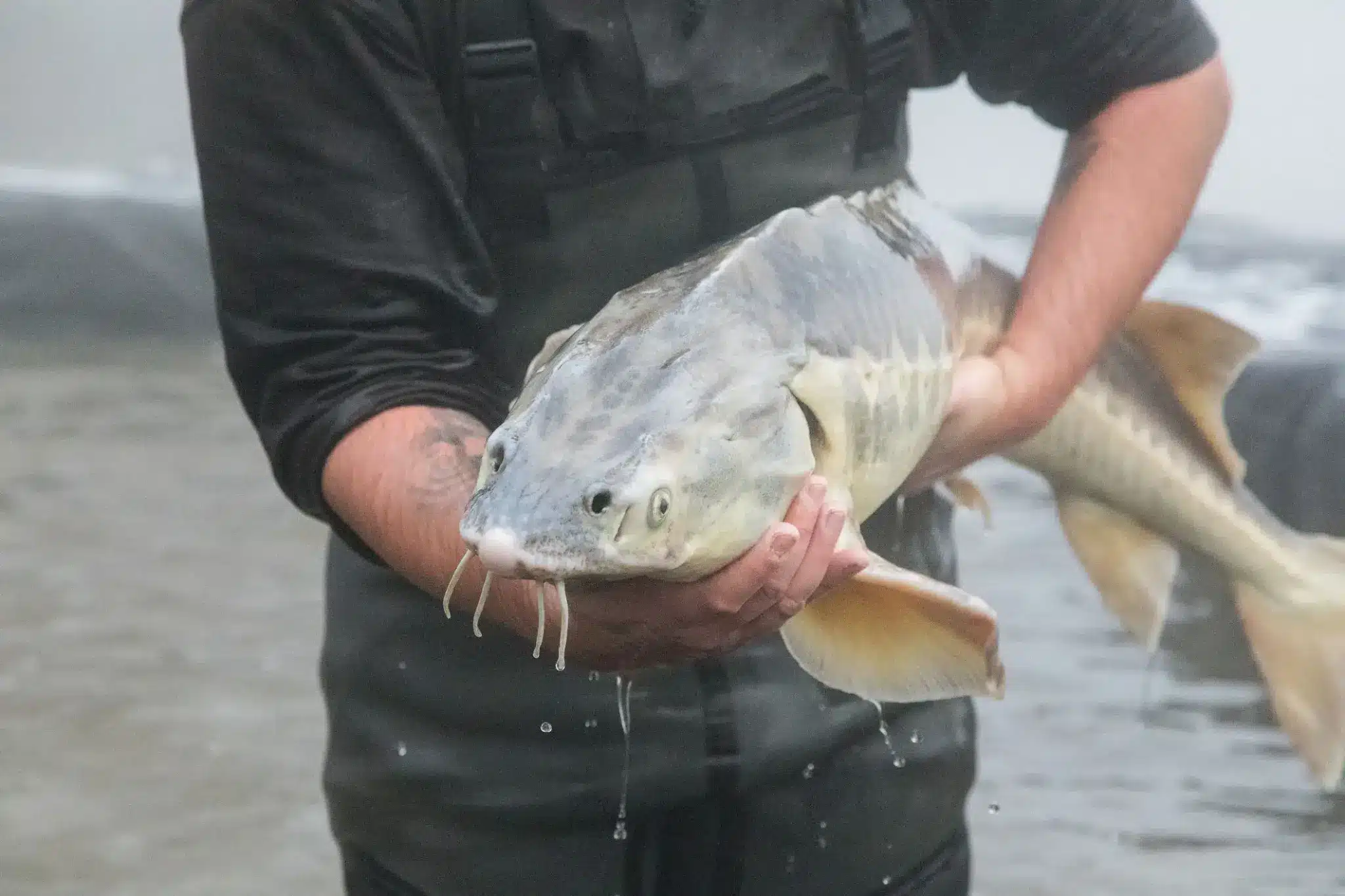 Sturgeon