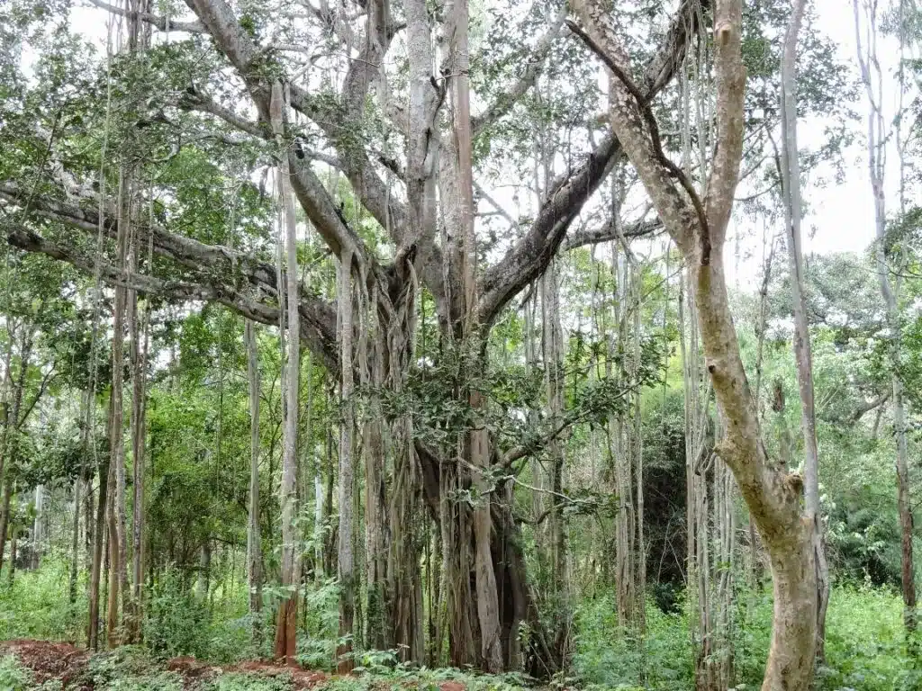 Shettihalli Wildlife Sanctuary