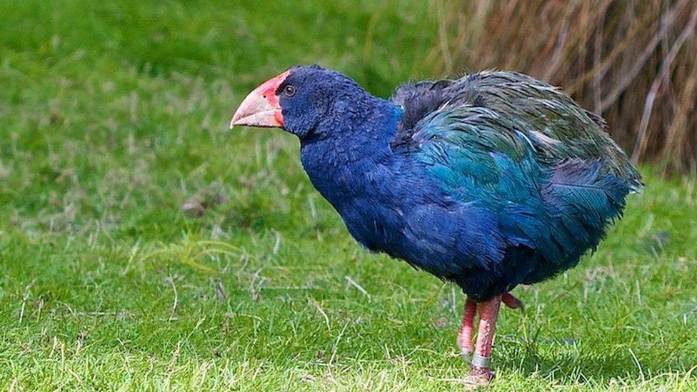 Takahe Bird