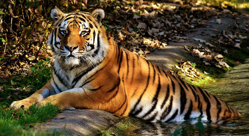 Tadoba-Andhari Tiger Reserve (TATR)