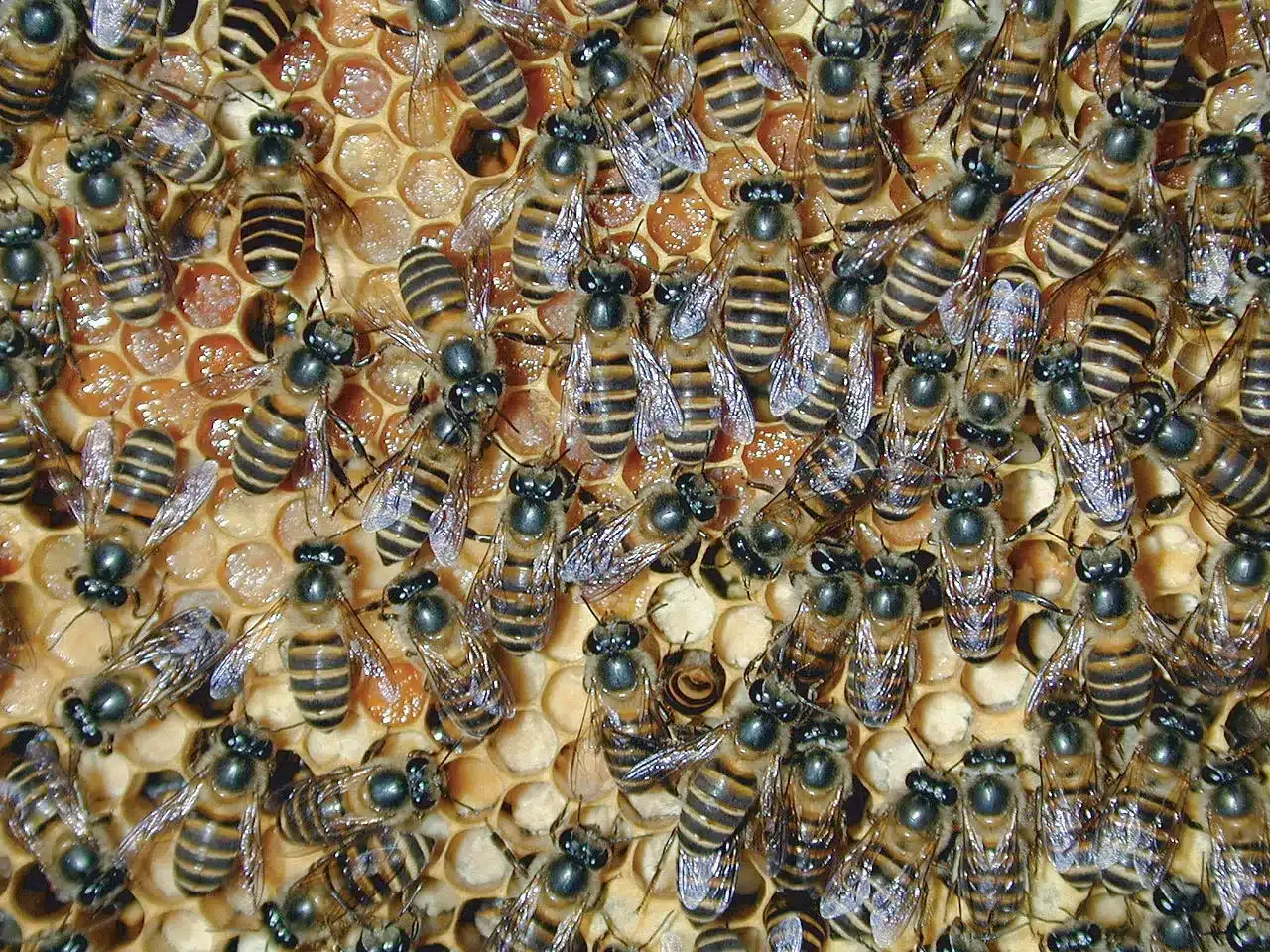Thai sacbrood Virus